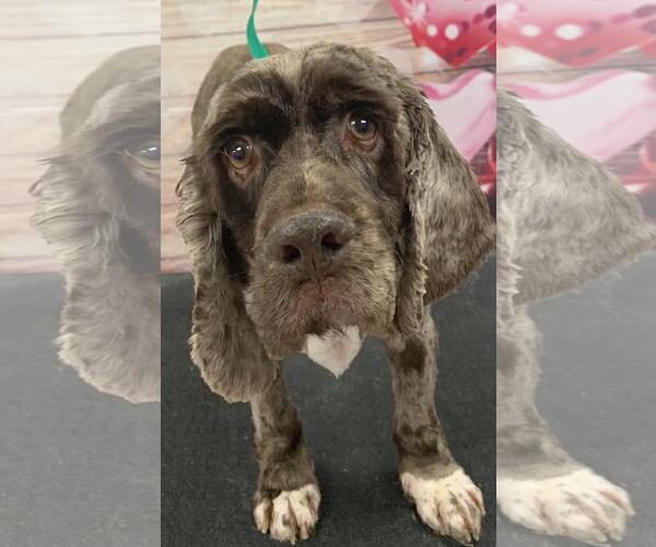 Medium Photo #2 Cocker Spaniel Puppy For Sale in Westminster, MD, USA