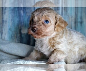 YorkiePoo Puppy for sale in NILES, MI, USA