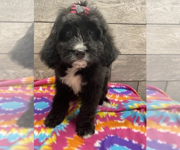 Medium Photo #7 Bernedoodle Puppy For Sale in RICHMOND, IL, USA