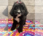 Small Photo #7 Bernedoodle Puppy For Sale in RICHMOND, IL, USA