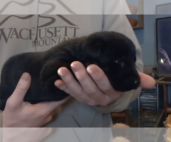 Medium Photo #7 Labrador Retriever Puppy For Sale in ATHOL, MA, USA