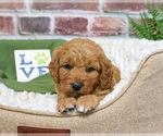 Small #5 Goldendoodle-Poodle (Toy) Mix