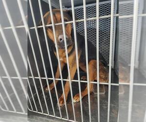Rottweiler-Unknown Mix Dogs for adoption in Bakersfield, CA, USA