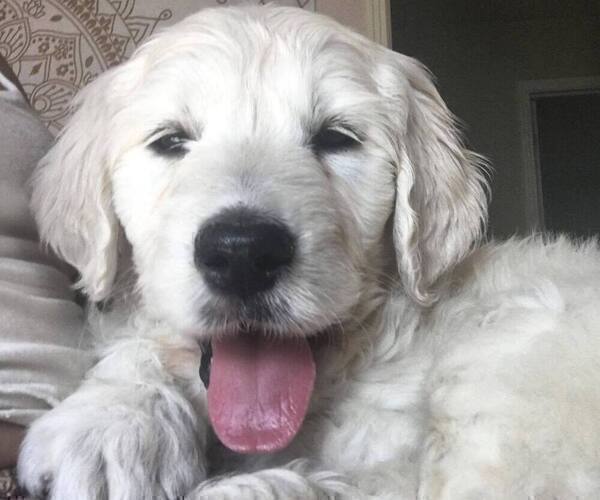 Medium Photo #1 Goldendoodle Puppy For Sale in DENVER, CO, USA
