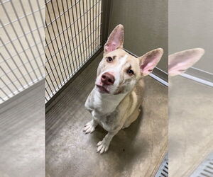 American Staffordshire Terrier-Siberian Husky Mix Dogs for adoption in Pierceton , IN, USA