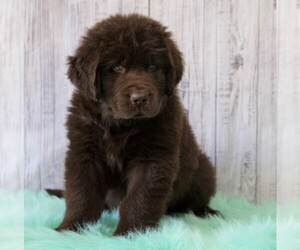 Newfoundland Puppy for sale in FREDERICKSBG, OH, USA