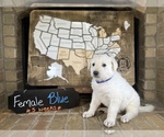 Small Photo #21 German Shepherd Dog Puppy For Sale in GARDEN CITY, TX, USA