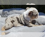 Small Photo #1 Bulldog Puppy For Sale in FRESNO, CA, USA