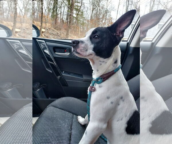 Medium Photo #23 Rat Terrier-Unknown Mix Puppy For Sale in Columbus, IN, USA