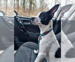 Small #22 Rat Terrier Mix
