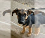 Small #2 Labrador Retriever Mix