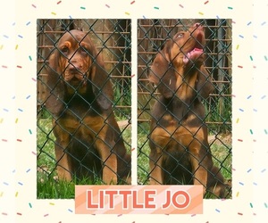 Bloodhound Puppy for Sale in TOCCOA, Georgia USA