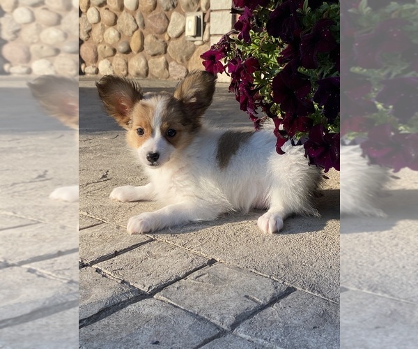 Medium Photo #3 Papillon Puppy For Sale in CANOGA, NY, USA