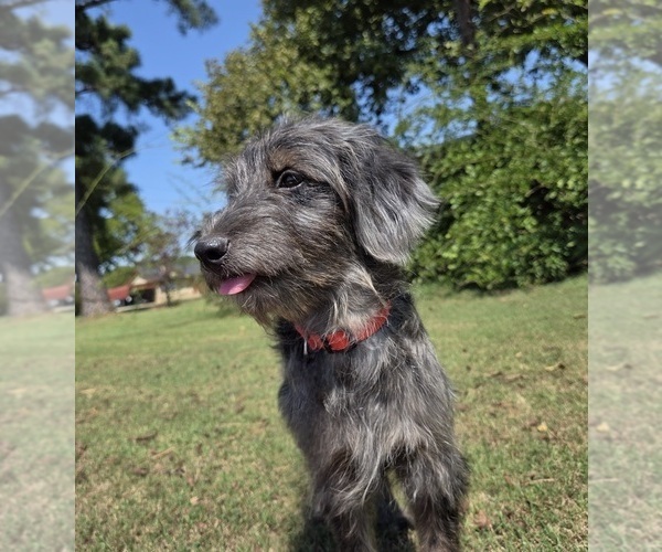 Medium Photo #8 Aussiedoodle Puppy For Sale in WILLS POINT, TX, USA