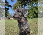 Small #7 Aussiedoodle