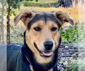 Mutt Dogs for adoption in Canton, CT, USA