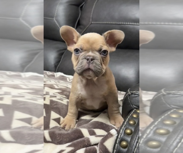 Medium Photo #8 French Bulldog Puppy For Sale in TEMPLE, TX, USA