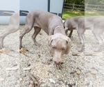 Small Photo #13 Weimaraner Puppy For Sale in BLOOMINGTON, IN, USA