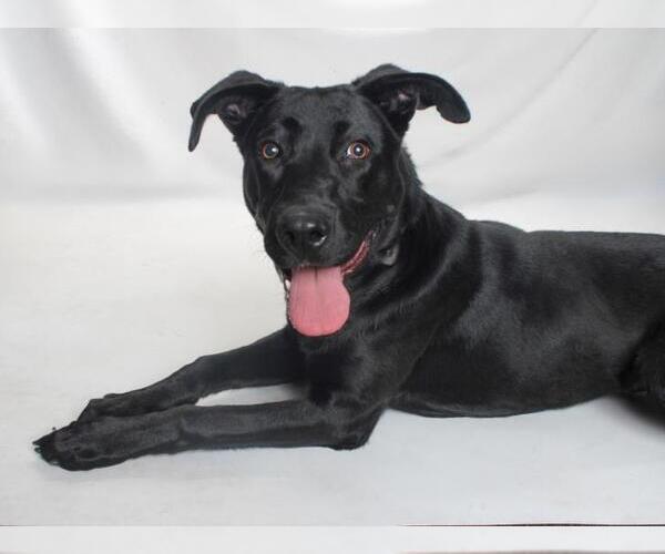 Medium Photo #1 Labrador Retriever-Unknown Mix Puppy For Sale in Burbank, CA, USA