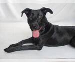 Small Labrador Retriever Mix