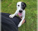 Small #4 Jack Russell Terrier Mix