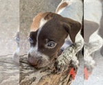 Small Photo #2 German Shorthaired Pointer Puppy For Sale in PINCONNING, MI, USA