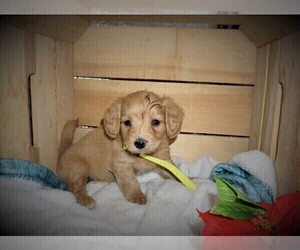 Goldendoodle (Miniature) Puppy for sale in LUBLIN, WI, USA