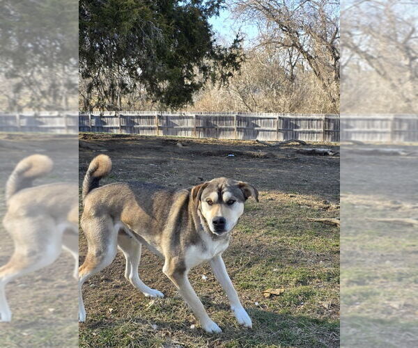 Medium Photo #9 German Shepherd Dog-Huskies  Mix Puppy For Sale in Aurora, IN, USA