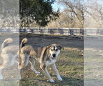 Small #8 German Shepherd Dog-Huskies  Mix