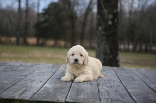 Goldendoodle Puppy for sale in GLASGOW, KY, USA