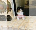 Small Photo #2 Biewer Terrier Puppy For Sale in CANTON, GA, USA