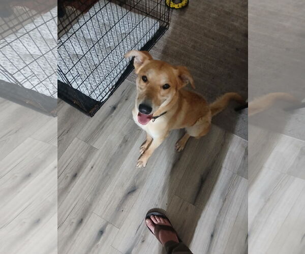 Medium Photo #2 Carolina Dog-Unknown Mix Puppy For Sale in Chandler, AZ, USA