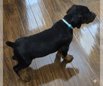 Small #2 Doberman Pinscher