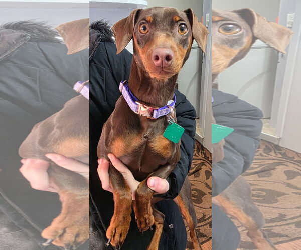 Medium Photo #1 Miniature Pinscher-Unknown Mix Puppy For Sale in Clarkston, MI, USA