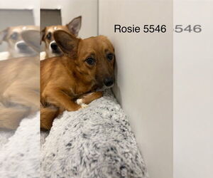 Pembroke Welsh Corgi-Unknown Mix Dogs for adoption in Studio City, CA, USA