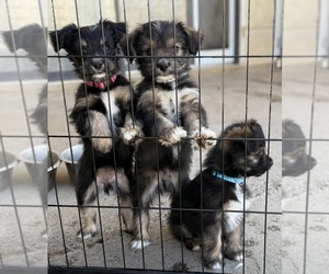 Miniature Schnauzzie Litter for sale in DELTA, CO, USA