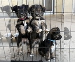 Image preview for Ad Listing. Nickname: Litter of 4