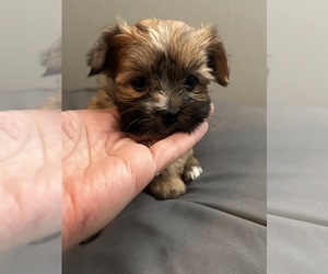 Morkie-Shih Tzu Mix Puppy for sale in VIRGINIA BEACH, VA, USA