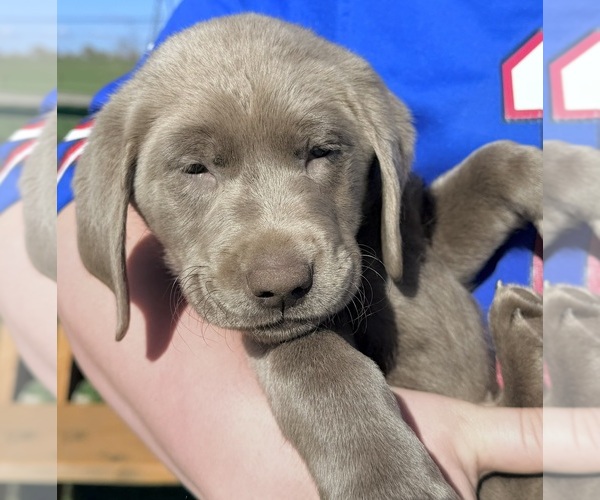 Medium Photo #13 Labrador Retriever Puppy For Sale in DELEVAN, NY, USA
