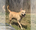 Small #4 Black Mouth Cur-Carolina Dog Mix