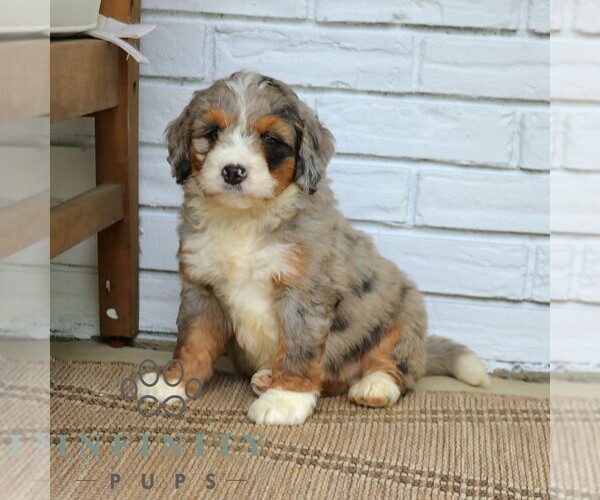Medium Photo #2 Bernedoodle (Miniature) Puppy For Sale in NARVON, PA, USA