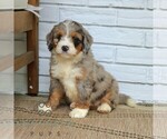 Small #1 Bernedoodle (Miniature)