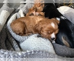 Small Photo #6 Cavalier King Charles Spaniel Puppy For Sale in LIBERTY LAKE, WA, USA