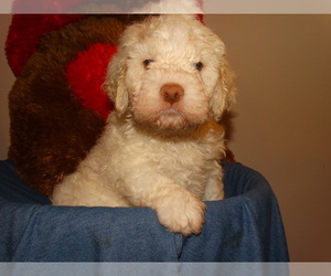 Lagotto Romagnolo Puppy for sale in SANBORN, NY, USA