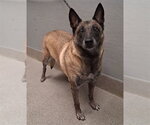 Small Mutt
