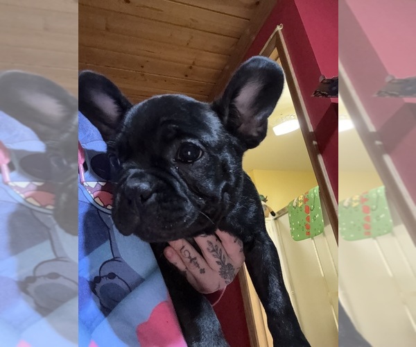 Medium Photo #25 Boston Terrier Puppy For Sale in ROUND LAKE, IL, USA