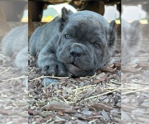 Medium Cane Corso