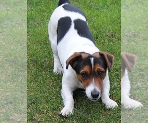 Mother of the Jack Russell Terrier puppies born on 06/05/2025