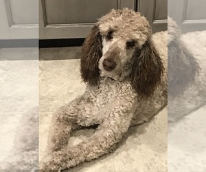 Medium Poodle (Standard)