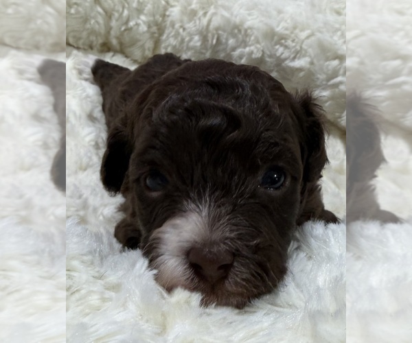 Medium Photo #3 Havapoo Puppy For Sale in GUTHRIE, KY, USA